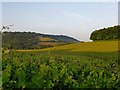 View across Denbies vineyard to the Mole Gap and Boxhill