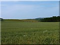 Wheat field and woodland