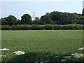 Crop field off Gravelly Lane