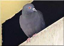J3474 : Feral pigeon, Belfast (2013-8) by Albert Bridge