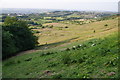 Geese on a hillside below Hall Lane