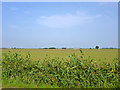 Distant sheep on Romney Marsh