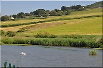 SY3693 : Charmouth : River Char by Lewis Clarke