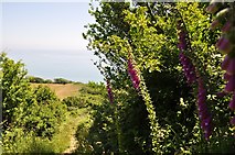 SY3893 : West Dorset : Coastal Path & Foxgloves by Lewis Clarke