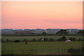 Cows grazing by the Old Fleet Drain, with Tetney Tank Farm behind