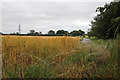 Long Lane cornfield