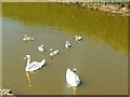 TF5568 : Swans with Cygnets, Main Drain, Ingoldmells by Bill Henderson