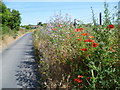 Wild flowers in the road verge at Cooling Street