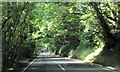 Through the woods on the A484