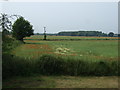 Crop field, Baltimore Bridge