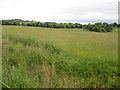 Fields of barley near Flowerburn House