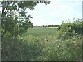 A gap in the hedge beside Small Bridge Road