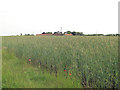 Arable Land southwest of Lodge Farm