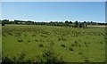 TQ8629 : Cattle pasture, south-east of Friezingham Farm by Christine Johnstone