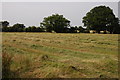 Haymaking at Brockamin