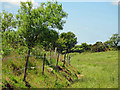 Field bank near Henne, Castlebythe