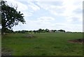NU2420 : Looking across pasture towards Dunstan by Russel Wills