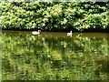 Ducks and green reflections