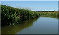 TQ7925 : South bank of the River Rother by Christine Johnstone