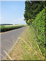 On the verges of Fair Mile Road