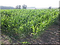 Vivid green crop in a parched landscape