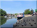 TQ7555 : Pigeons on Towpath, Maidstone by Paul Gillett