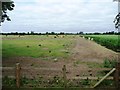 Cattle grazing by Abbatridge Sewer, Brenzett