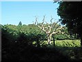 Dead tree near to Bodnant Gardens