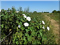 TL5080 : Bindweed on Long Drove north of Witchford by Richard Humphrey