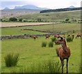 Red deer farming at Altnaharra