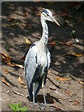 ST1880 : Grey Heron in usual posture, Roath Park Lake, Cardiff by Robin Drayton