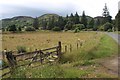 Sheep grazing at Rovie by the A839