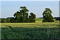 View over crop field from Binsted churchyard