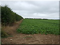 Crop field south of Heighington Road