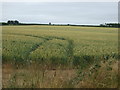 Crop field, Longhills Farm