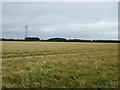 Crop field near Branston