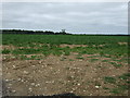 Crop field, Nocton Rise