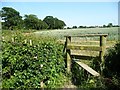 Waymarked stile at footpath junction