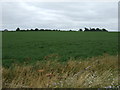 Crop field, Temple High Grange Farm