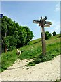 Labrador on South Downs, Eastbourne