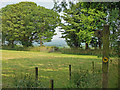 Field near Llwynihirion, Nevern