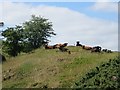 Sleeping cattle, Craigmullen