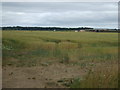 Crop field south of Ruskington