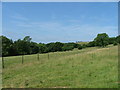 Sheep pasture from the footpath above Pentre-Shon