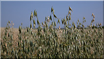 ST8957 : Field of oats by Doug Lee