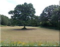 SO1141 : Dominant tree in a riverside field near Llanstephan by Jaggery