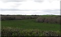 The wooded Bannfield Bog from School Road, Lisnisk TD