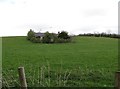 Derelict cottage above Roughan Bog