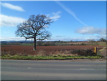 SO5922 : Bare tree in a field alongside Walford Road south of Ross-on-Wye by Jaggery