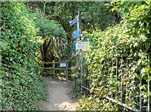 SZ5476 : The Isle of Wight Coastal Path Entering Ventnor Botanic Garden by David Dixon